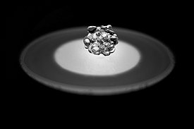 Abbildung 2: Ein Cluster rundlicher Körner von etwa 1 cm Durchmesser. Foto: A. Macfarlane