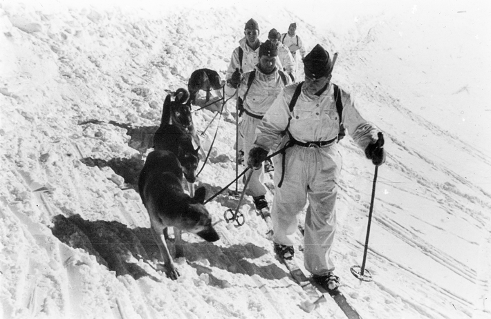 Eine Gruppe Skifahrer im Tiefschnee. Jeder Skifahrer führt einen Lawinenhund an der Leine.