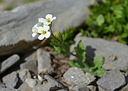 Arabis alpina in a characteristic scree habitat. (Photo: F. Gugerli)