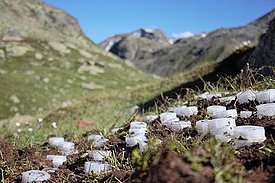The various litter types are "vaccinated" with microorganisms taken from the seven summits and buried in Davos and on the Flüela Pass.