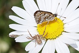 Not only flower visiting or wood inhabiting insect profit from the new habitat windthrow but also many predatory species.