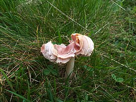 Pink Waxcap (_Hygrocybe calyptriformis_)