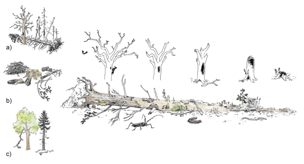 Schematische Darstellung der Totholzdynamik