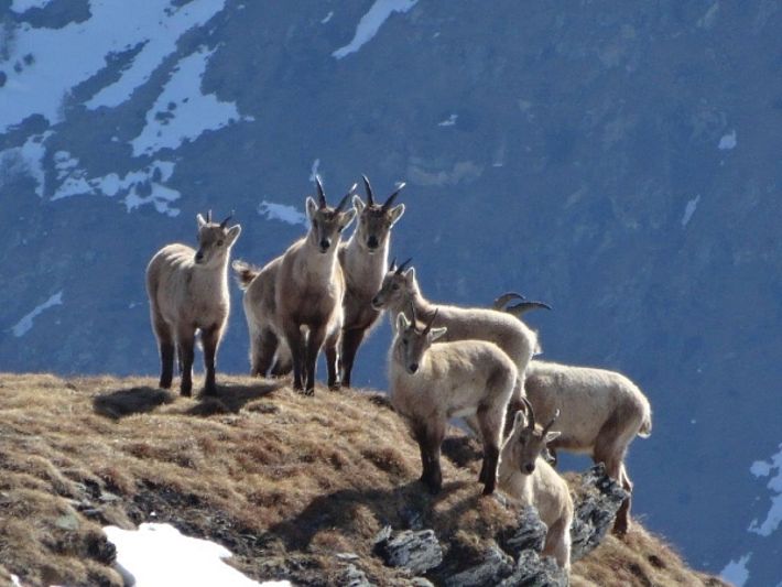 Diese Begegnung mit einer Gruppe neugieriger Steinböcke wurde am Weg zum Piz Seranastga festgehalten (2873 m, Lumnezia, GR; Foto: U. Berni, 09.04.2017).