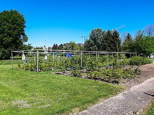 Dopo il trattamento a freddo, Baumgarten ha piantato gli alberi all'esterno e ne ha monitorato l'ulteriore sviluppo. Foto: Frederik Baumgarten