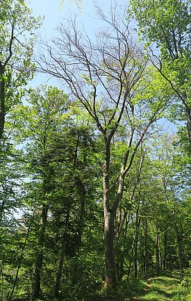 Bärschwil site (canton of Solothurn): partially dead beech crown due to drought stress.
