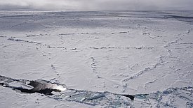 Figura 1: Il banco la Fortezza. Foto: L. Nixon