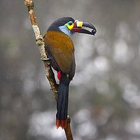 [Translate to Französisch:] Leistenschnabeltukan (Andigena laminirostris) in Ecuador. (Foto: Zdeněk Macháček, Unsplash License, unsplash.com/license)