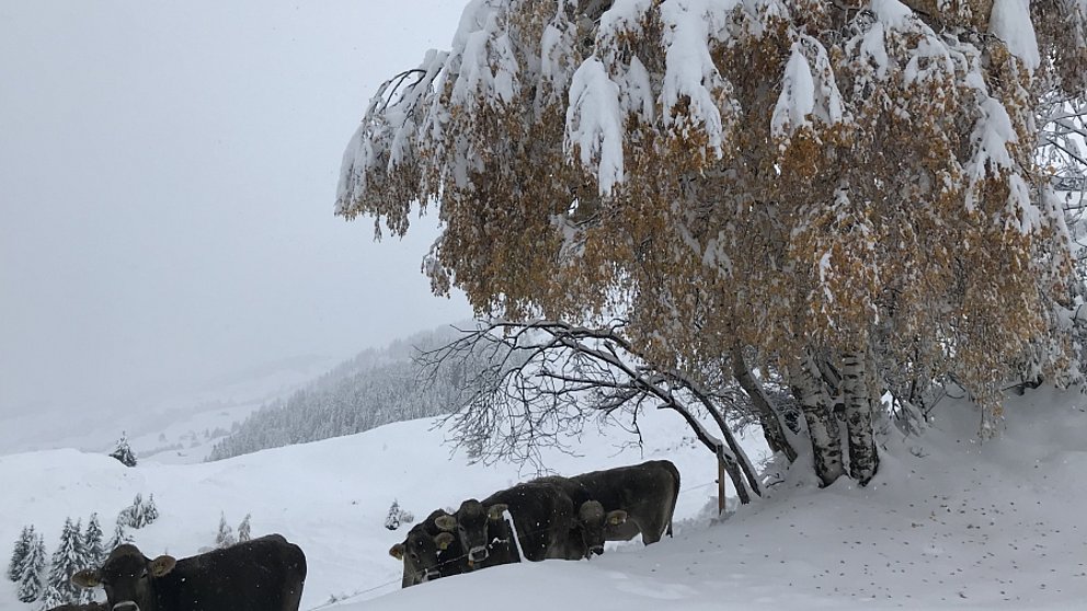 Un automne en or qui se termine par d’importantes chutes de neige