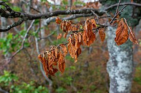 Il gelo è arrivato proprio quando le foglie di faggio stavano iniziando a schiudersi. È il momento in cui sono più sensibili. Foto: Frederik Baumgarten