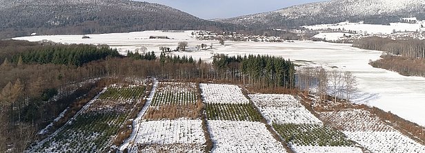 Photo aérienne d' une plantation expérimentale à Mutrux, VD. Photo: SRF/3sat/Nano
