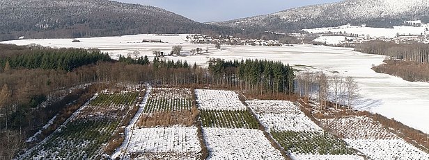 Luftaufnahme der bestehenden Testpflanzung mit gebietsfremden Baumarten bei Mutrux, VD.Foto: SRF/3sat/Nano
