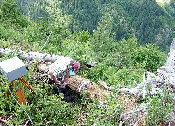 Uno dei nostri compiti è quello di studiare come le perturbazioni sofferte – ad es. gli sradicamenti da vento – possano cambiare la capacità protettiva dei boschi di montagna. Immagine: Peter Bebi