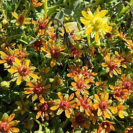 La sassifraga gialla (Saxifraga aizoides) ha ampliato il suo areale di diffusione sia verso il basso che verso l’alto. Photo: Niklaus Zimmermann, WSL