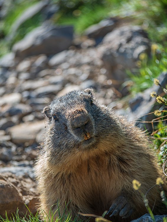 Une marmotte est assise sur un sentier rocheux de montagne et regarde l'appareil photo.