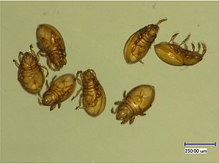 Milben (Acari) - Artenreiche Gruppe mit vielfältigen Funktionen – viele Arten zersetzen organisches Material, andere jagen Mikroorganismen oder kleine Beutetiere. Photo: Marco Walser (WSL).