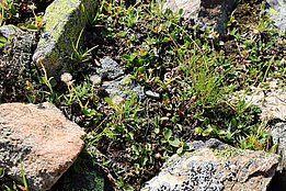 Kleine Pflanzen zwischen Felsbrocken
