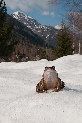 La grenouille rousse (_Rana temporaria_) fait partie du groupe des amphibiens qui à l’instar des insectes semi-aquatique et ont peu changé leur activité saisonnière et peu migré en altitude. (Photo: Anne Delestrade)