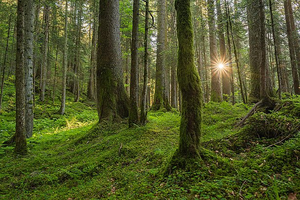 La forêt souffre sous l'effet du changement climatique. (Photo: Simon Speich) 