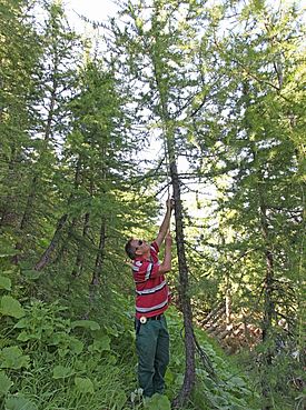Abb. 1: Die Lärchen sind unterhalb der aktuellen Waldgrenzebereits mehr als 7 Meter hoch und  konkurrenzieren sich gegenseitig (Bild: Sara Niedermann).
