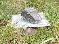 Einsatzbereite Falle mit transparentem und beschwertem Dach.