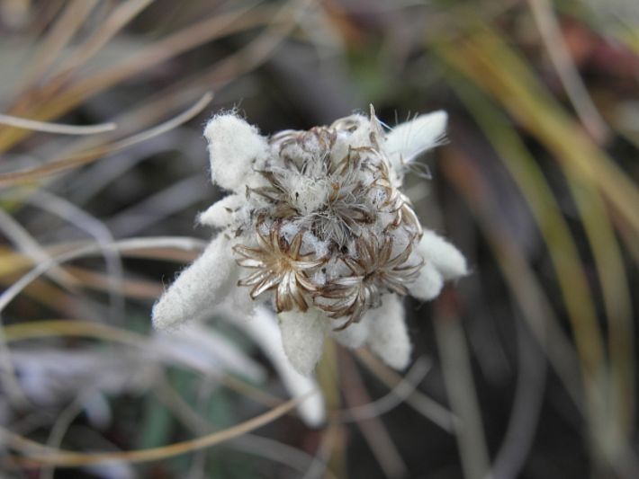 Noch nicht schneeweiss, aber immerhin noch edelweiss (Foto: SLF/Th. Stucki).