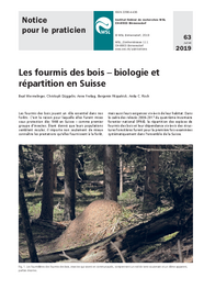 Les fourmis des bois