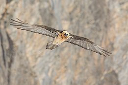 Fliegender Bartgeier