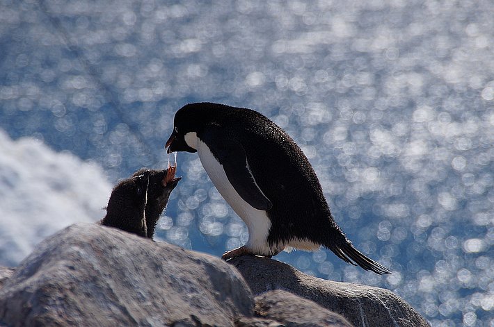 Übergabe von Futter. Die Erwachsenen würgen die Nahrung, z.B. Quallen, hoch und das Jungtier frisst aus deren Schnabel.