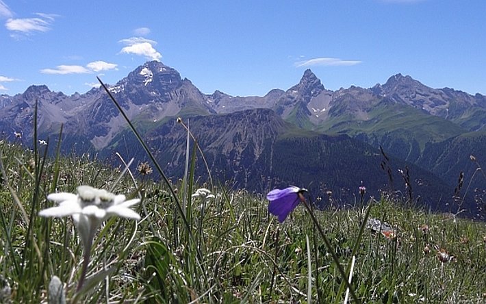 In hohen Lagen waren Mitte Juli auch in Nordhängen nur noch wenige Schneereste zu finden, wie im Bild an den Bergünerstöcken (GR). Der kleine Gletscher am P. Ela (3339, links im Bild) war fast ausgeapert (Foto: SLF/Th. Stucki).