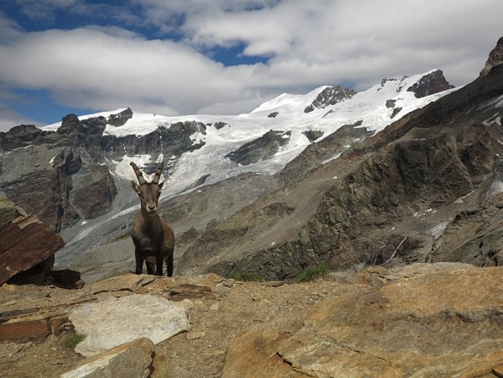 Abbildung 1: Die Ausaperung schritt auch im Juli zügig voran. Im Bild unmittelbar südlich an die Schweiz angrenzend waren die Gletscher unterhalb von rund 3500 m zum Monatsende ausgeapert. Blick von Südosten Richtung Breithornplateau (VS), Breithorn (4164 m) und Pollux (4092 m) beim Abstieg von der Quintino Sella Hütte ins Val Gressoney (I) (Foto: E. Hafner, 28.07.2017).