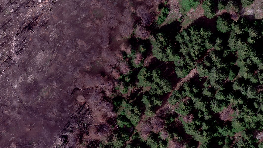 Luftbild: Linke Hälfte verbrannter Wald, rechte Hälfte unverbrannter Wald.