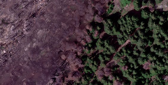Luftbild: Linke Hälfte verbrannter Wald, rechte Hälfte unverbrannter Wald.