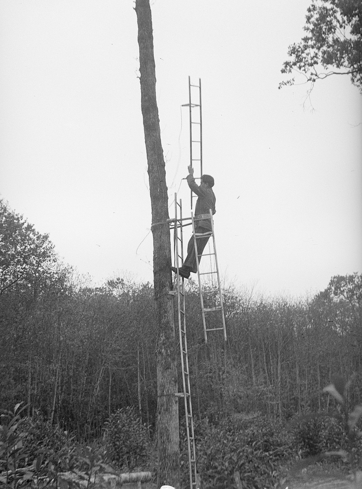 Ein Mann steht in einem Wald am Ende einer Leiter, die an einen Baum gelehnt ist. Er ist dabei, ein weiteres Leiternstück am oberen Ende der Leiter anzubringen.