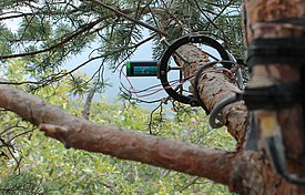 Point dendrometers continuously measure trunk radii. Tree trunks shrink during the day and expand again at night. These daily trunk radius fluctuations are a consequence of the current water saturation of the tree. Picture: Reinhard Lässig, WSL