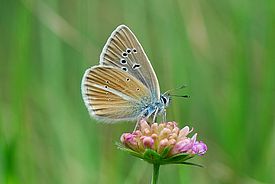 Schmetterlinge wie dieser Streifen-Bläuling (_Polyommatus damon_) können sich durch Abwanderung in höhere Lagen an das veränderte Klima in den Alpen anpassen. (Foto: Yannick Chittaro)