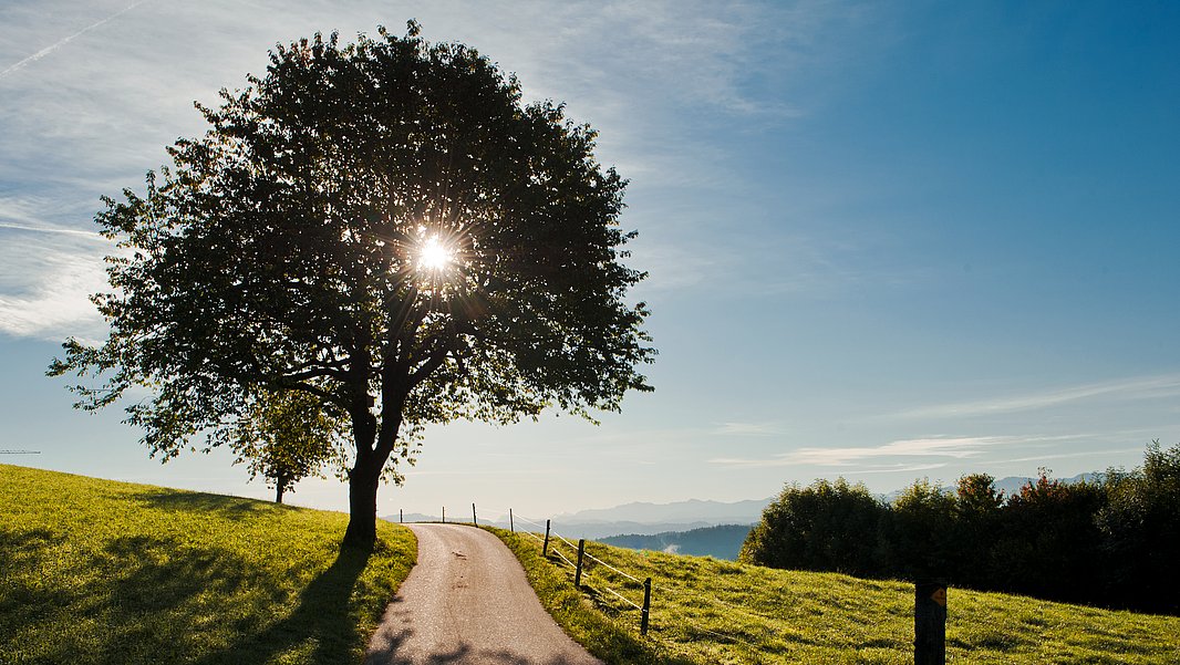 Arbre avec le soleil derrière sur un chemin étroit dans une prairie verte sous un ciel bleu