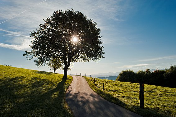 Baum mit Sonne dahinter an einem schmalen Weg auf einer grünen Wiese unter blauem Himmel