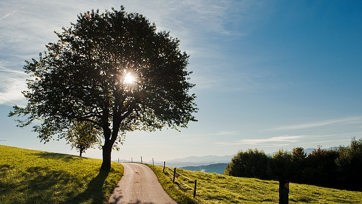 Baum mit Sonne dahinter an einem schmalen Weg auf einer grünen Wiese unter blauem Himmel