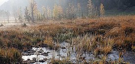 Maienstoosmoos Hochmoor