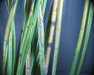 Certains pins étaient fortement atteints par le champignon _Thyriopsis halepensis_, habituellement rare. (Photo: Protection de la forêt suisse)