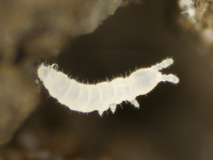 Springschwänze (Collembolen) - Sprungstarke Zersetzer, die abgestorbenes Pflanzenmaterial, Pilze und Mikroben fressen – wichtig für Humusbildung und Bodenstruktur. Photo: Marco Walser (WSL)