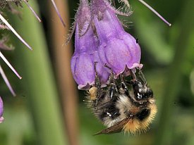 Eine Hummel trinkt Nektar an einer Blüte. Foto: Marcus Schmidt