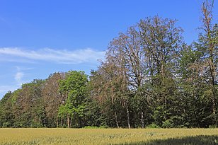 Feld mit reifendem Getreide vor einer Baumreihe mit teilweise vertrockneten Bäumen unter blauem Himmel