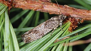 Falter des Grauen Lärchenwicklers