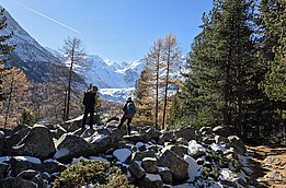 Zwei Wandernde stehen auf mit etwas Schnee bedeckten Felsen und blicken auf eine Berglandschaft mit schneebedeckten Gipfeln. Neben ihnen stehen gelbe Lärchen. Der Himmel ist klar und blau.