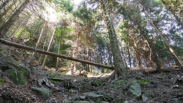 Tannen-Buchenwald bei Monti di Ravecchia