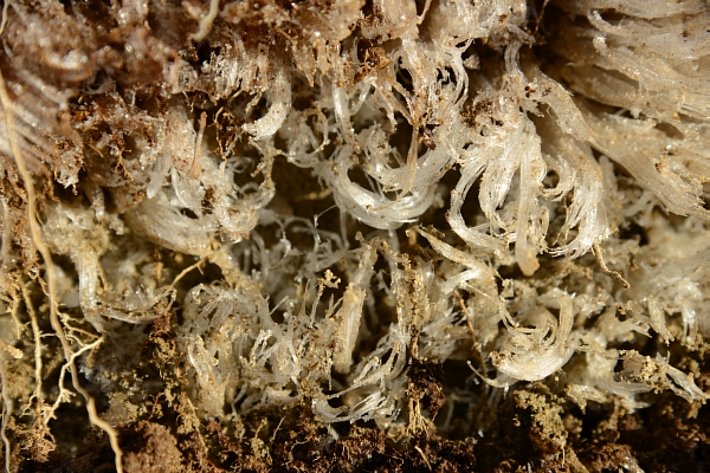 Langes, lockiges Nadeleis (Davos, GR). Die Feuchtigkeit des Bodens steigt auf und friert an der Erdoberfläche wieder an. Jede Nadel entspricht Feuchtigkeit aus einer Pore im Boden. So können unzählige Erdpartikel verschoben und sogar Steine gehoben werden (Foto: SLF/ M. Philips, 28.12.2016).