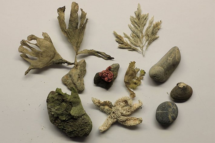 Sibirisches Sediment Foto: M. Shupe