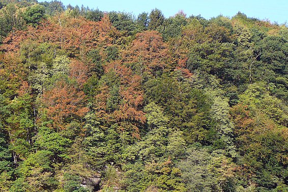 Sito presso Mels (SG): chiome colorate di faggi su un terreno di spessore ridotto alla fine di luglio 2018.